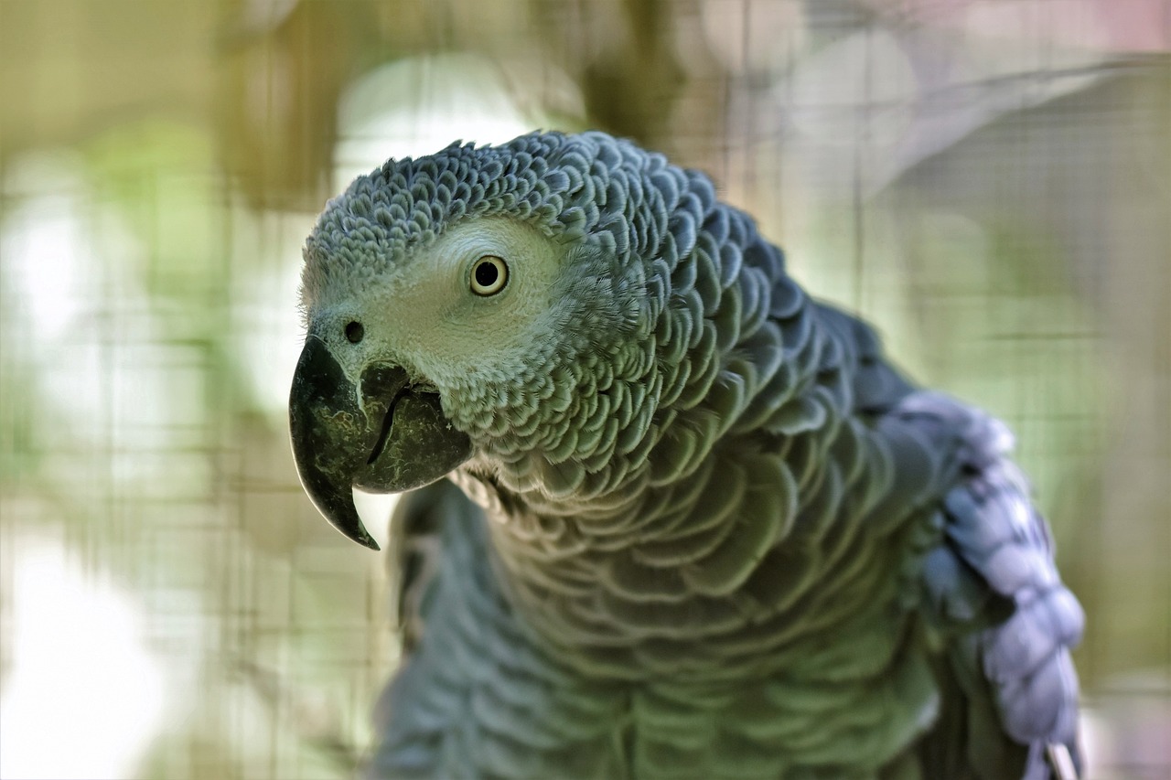What distinguishes the African Grey Parrot's cognitive abilities?