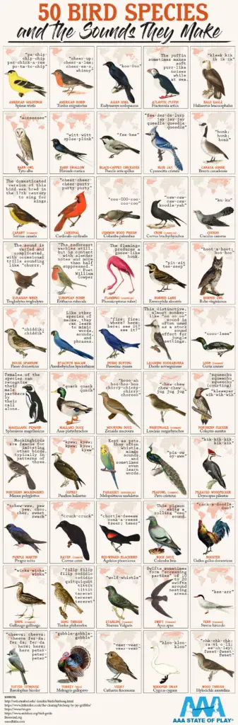 50 bird species and the sound they make