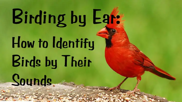 Learning Bird Sound Identification