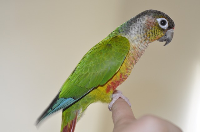 What grooming tools are essential for conure care?