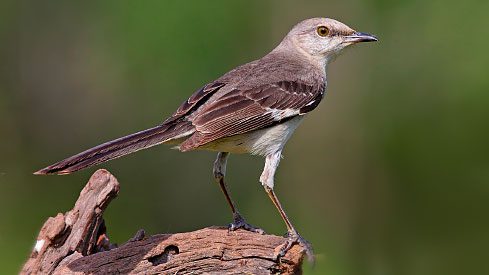 Mockingbirds' Melodic Mimicry