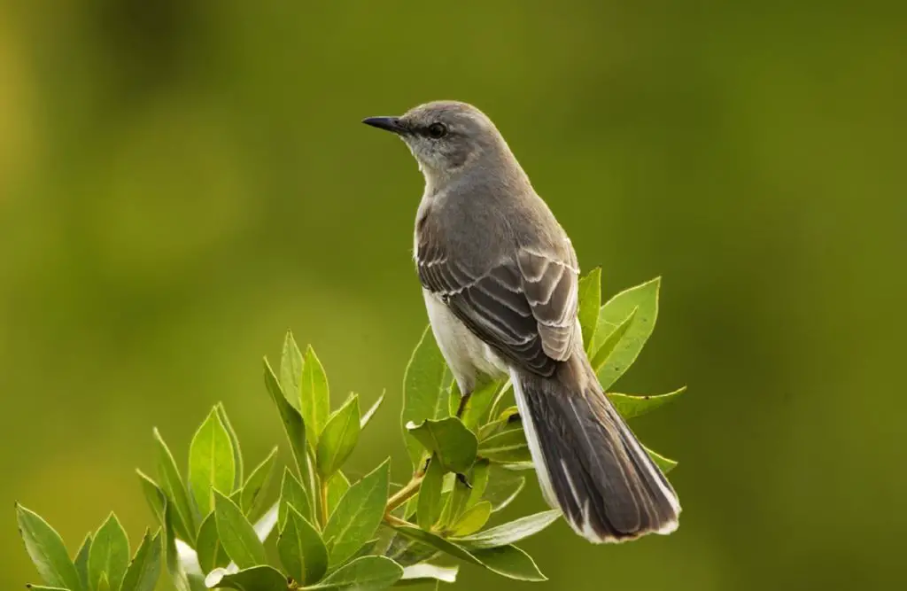 Sounds that Mockingbirds can Imitate