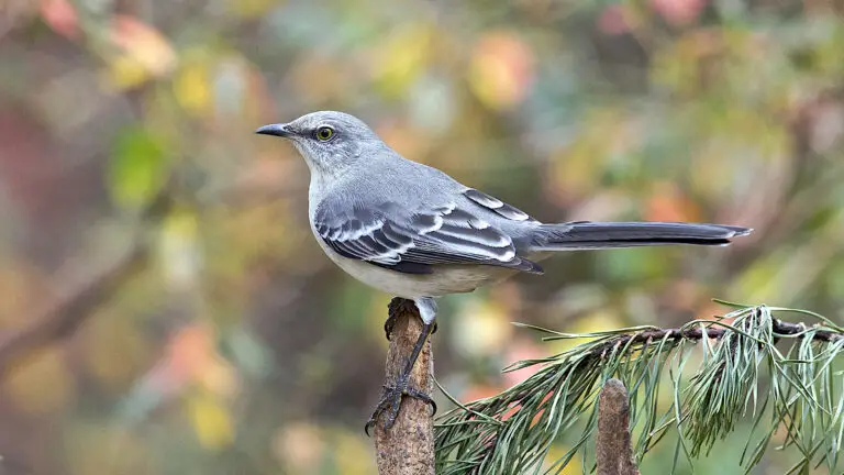 What Sounds Can A Mockingbird Imitate?