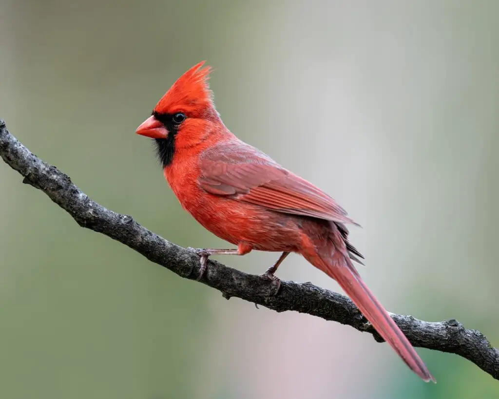 Pretty red Northern Cardinal