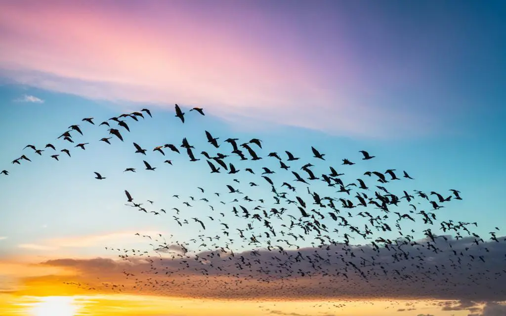 bird migration in the florida keys