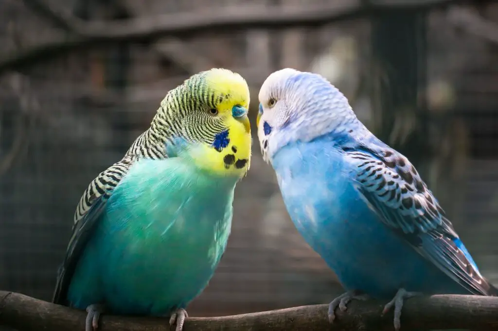 Two parakeets face to face