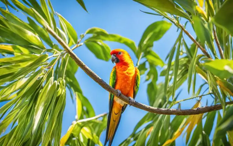 Interesting facts about sun conures