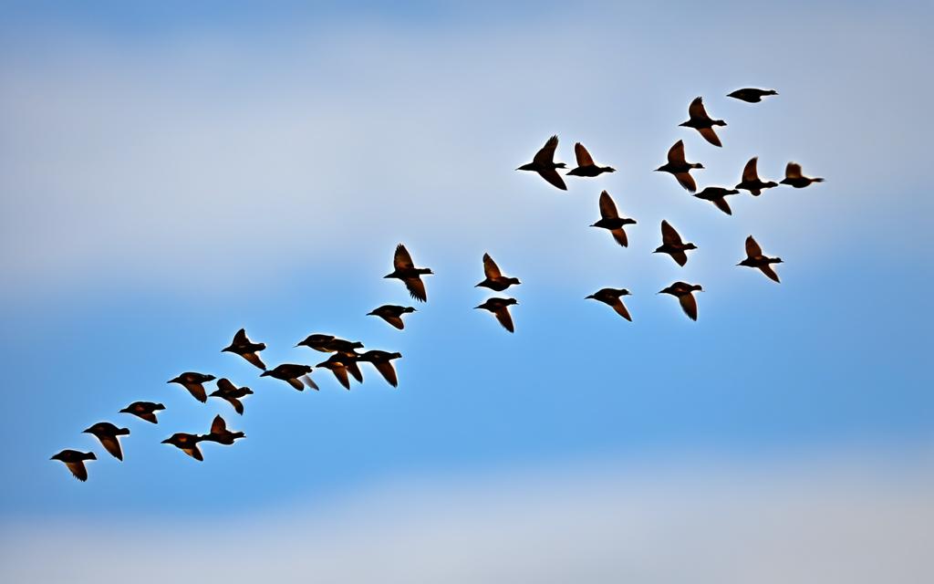Bird Migration Patterns