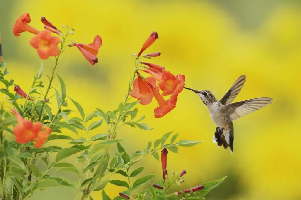35 Beautiful Flowers That Attract Hummingbirds to Your Garden