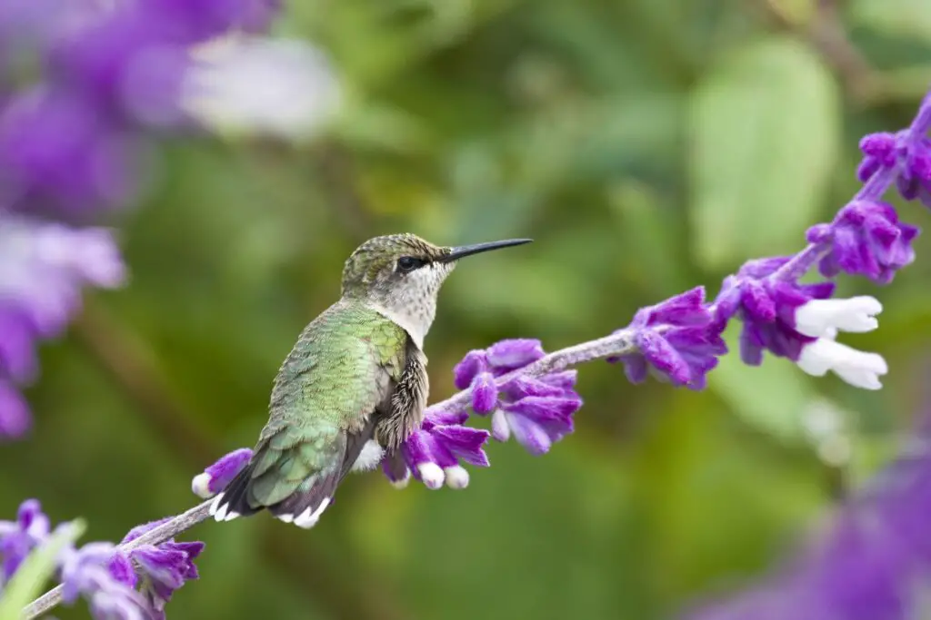35 Beautiful Flowers That Attract Hummingbirds to Your Garden