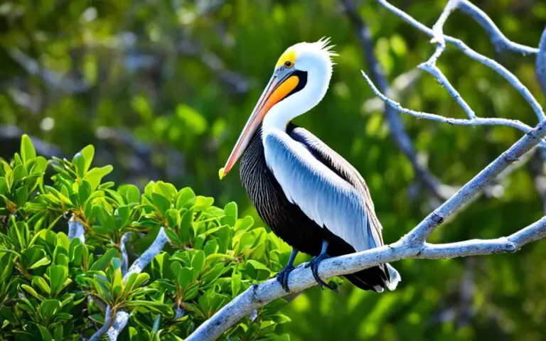 Florida Beach Birds