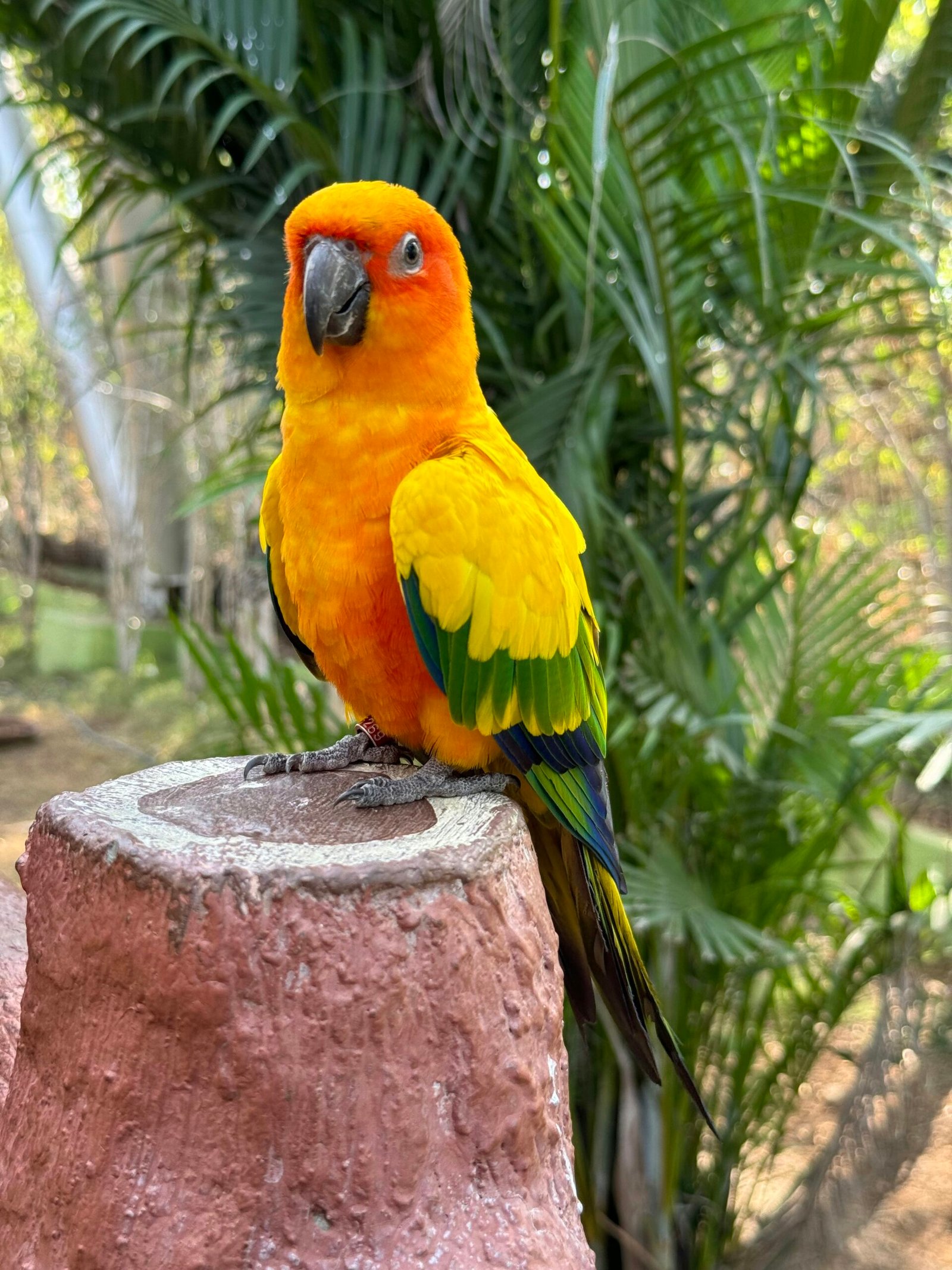 Sun Conure Complete Care Guide for Owners