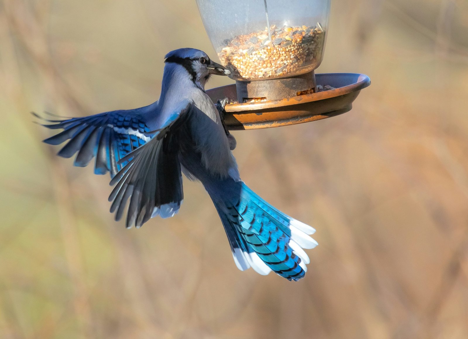 Blue Jay perched on a branch
