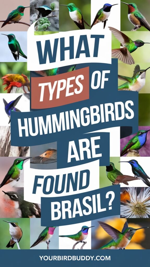 81 Types of hummingbirds found in Brazil