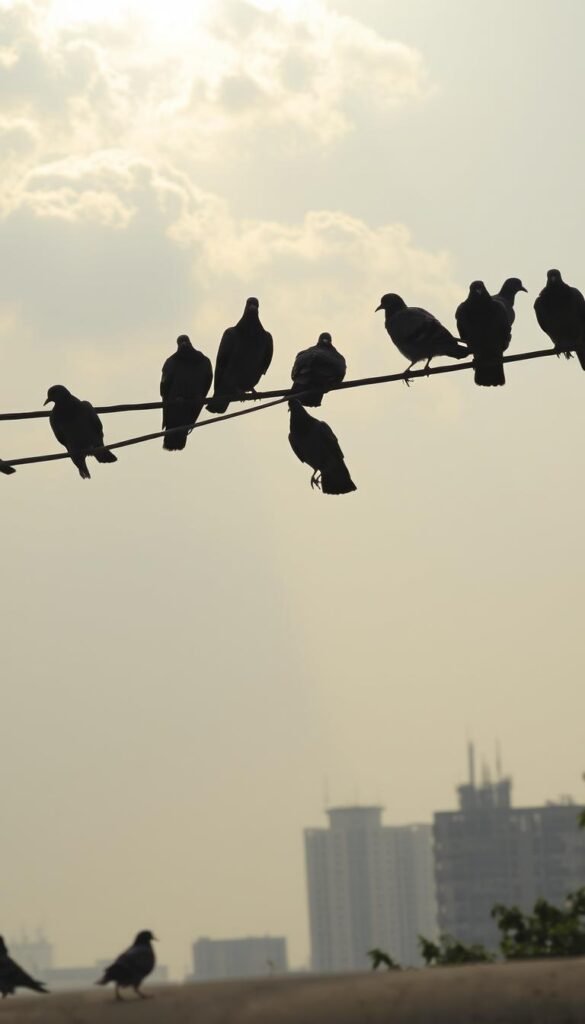 A flock of common pigeons and sparrows resting on a power line against a hazy urban skyline. Sunlight filters through the clouds, casting a warm glow on the nuisance birds. Their feathers ruffle slightly in the gentle breeze, their beady eyes ever watchful for scraps. In the foreground, a few pigeons strut along the pavement, searching for food. The middle ground is dominated by the power line, a perch for the persistent avian intruders. In the background, the silhouettes of high-rise buildings and trees provide context to this familiar, yet problematic, backyard scene.