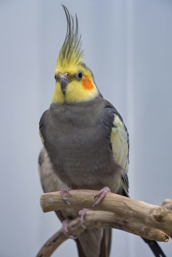 black yellow and white bird on brown tree branch black yellow and white bird on brown tree branch