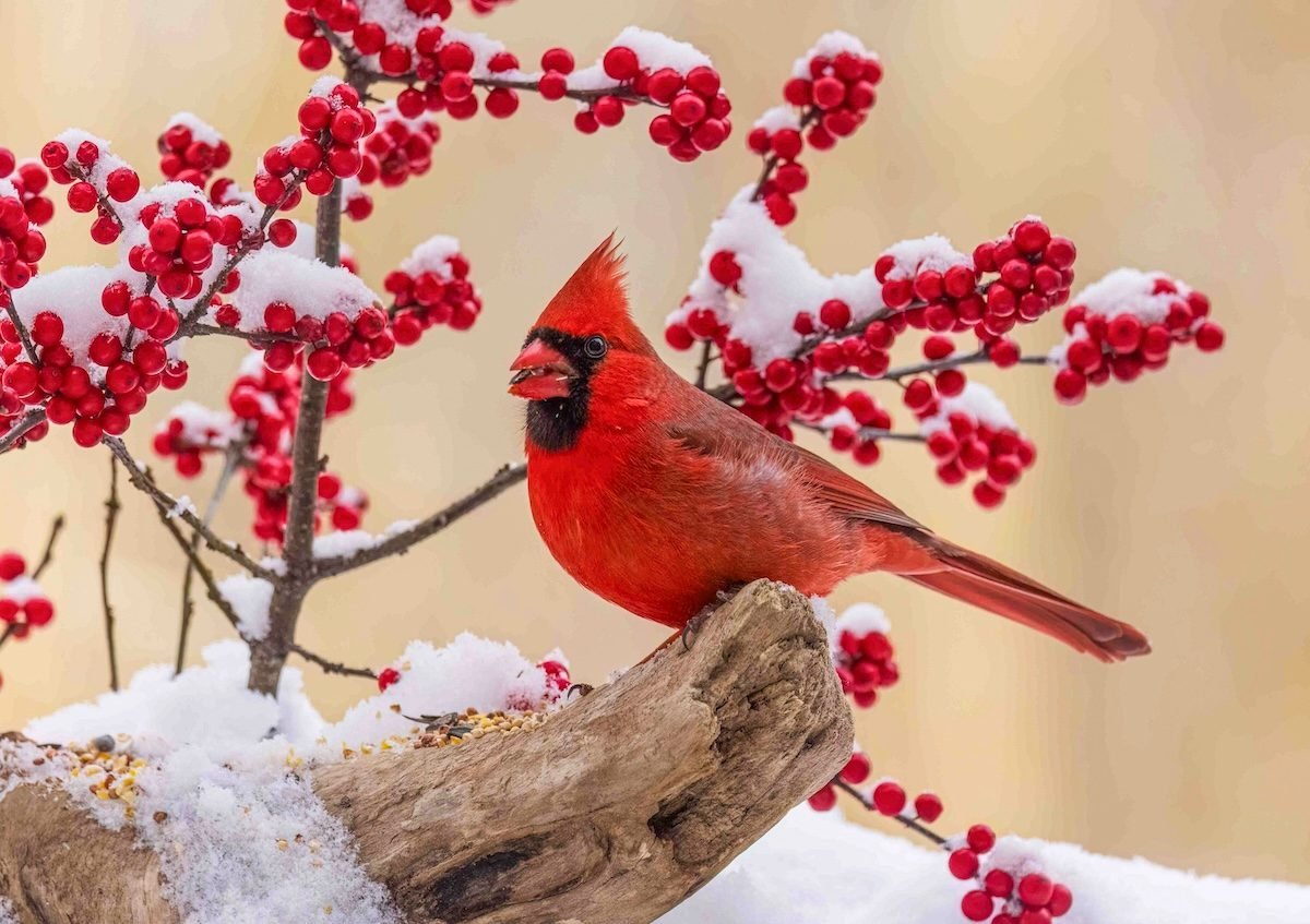 The Ultimate Guide to Transforming Your Backyard into a Bird Paradise