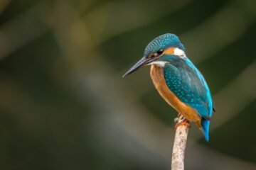 Birdwatcher with binoculars watching birds