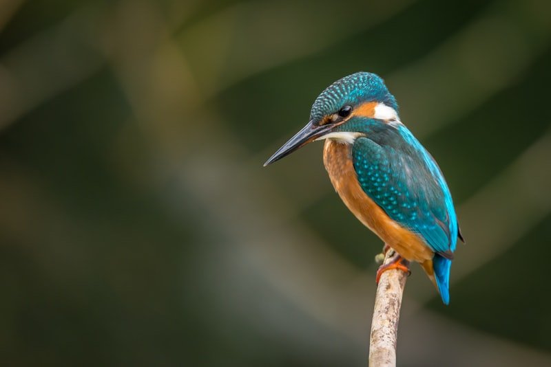 yourbirdbuddy.com