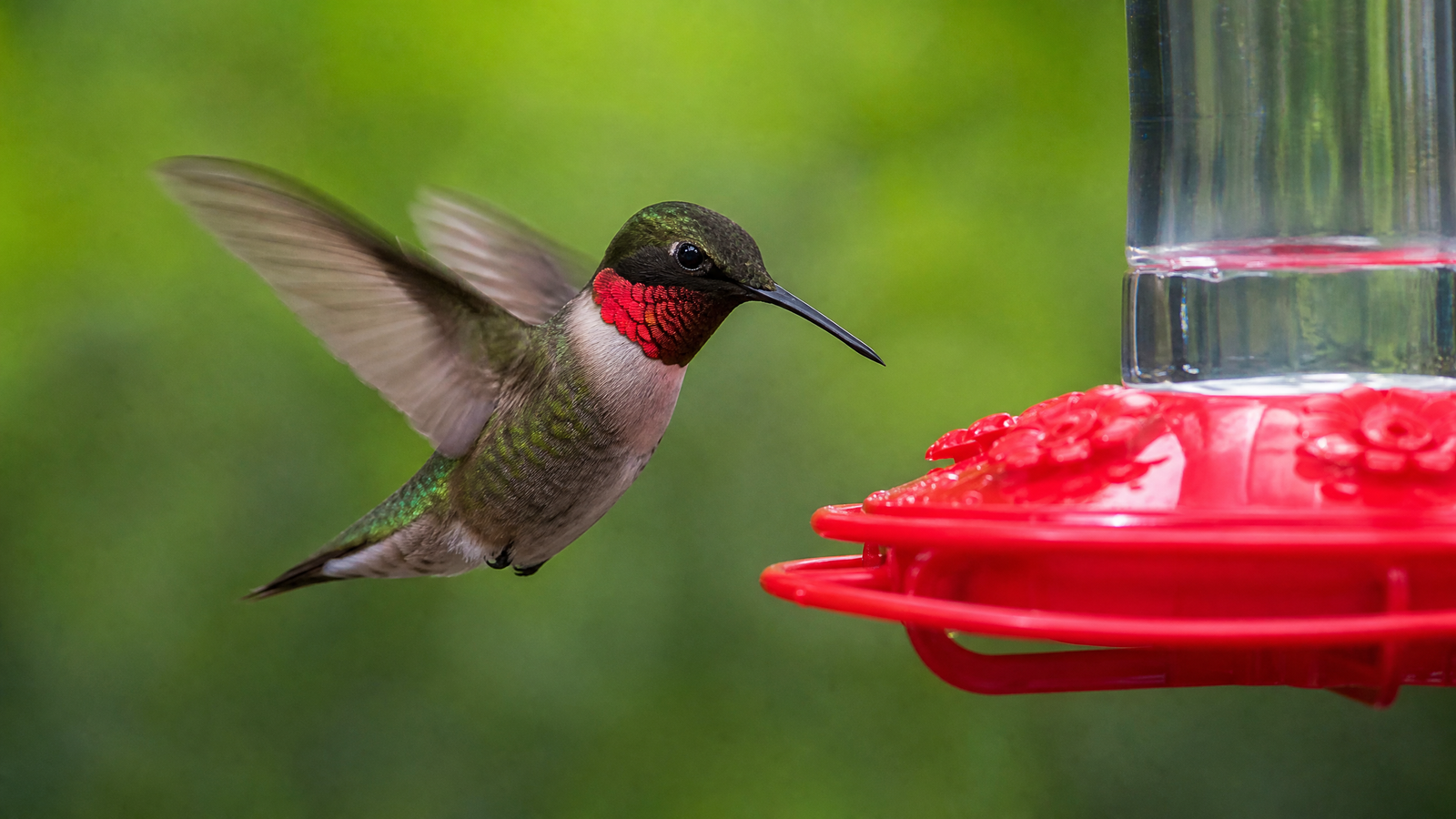 The Ultimate Guide to Feeding Hummingbirds: Everything You Need to Know